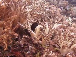 Coral And Fish Stock Footage