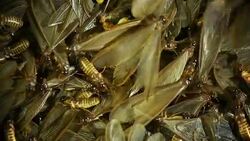 Brown winged termite moving Stock Footage