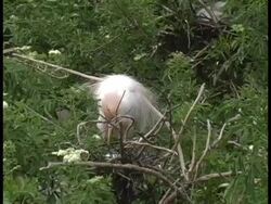 Nestbuilding Egret Stock Footage