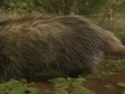 Medium Shot Hand Held - Opossum sniffs the ground with green plants in background / California USA Stock Footage