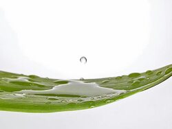 MS SLO MO Shot of drop of water falling on leaf / Vieux Pont en Auge, Normandy, France Stock Footage