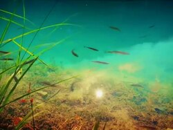 Funny nature Stock Footage