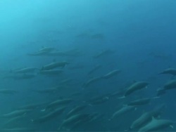 Aerial of Papagayo Peninsula coastline, reefs, forest / Tamarindo, Guanacaste, Costa Rica Stock Footage