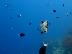 Grouper Fish And Tiriggerfish Stock Footage