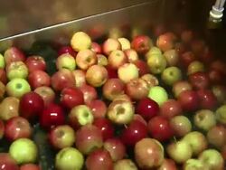 High Angle static - Apples tumble in a cleaning vat /  Missouri, United States Stock Footage
