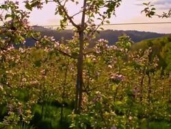 SLO MO Blooming apple orchard at sunrise Stock Footage