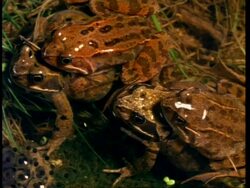 CU 2 pairs of Common frogs (Rana temporaria) mating Stock Footage
