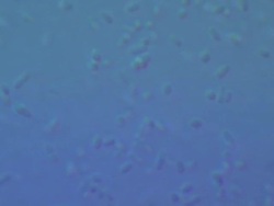 Bacteria: Escherischia coli K12 strain, Differential interference contrast Stock Footage