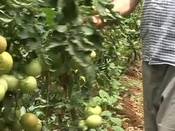 CLEAN: Poor shelter the poor in Lebanon News Clip