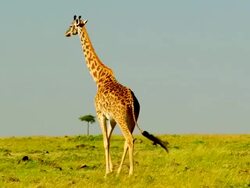 WS Giraffe walking right to left across grassland / Masai Mara, Kenya Stock Footage