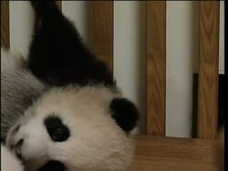 WWF warns pandas could be extinct in a few generations News Clip