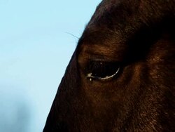 Horse's eye (1080p) Stock Footage