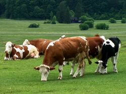 HD: Alpine cows Stock Footage
