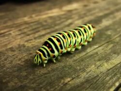 Swallowtail caterpillar isolated on white. Stock Footage
