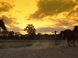 HD SLOW MOTION: Horses Running At Dawn Stock Footage