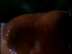 Red octopus hunting on land, Australia, short sequence Stock Footage