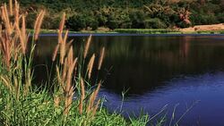 Beautiful summer landscape on the lake. Stock Footage