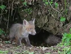 WS TS View of Red Fox, vulpes , Cub standing at Den Entrance / Vieux, Pont, Normandy France Stock Footage