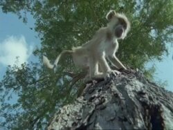 MS low angle view of young Baboon climbing down tree, Tanzania Stock Footage