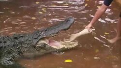 A man teases an alligator with a chunk of wood. Stock Footage