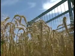 CU low angle wheat harvester as blades turn Stock Footage