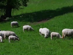 HD Sheep Flock Grazing Stock Footage