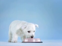 HD: White Puppy Drinking Water Stock Footage