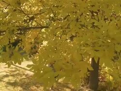 Two children play on swing Stock Footage