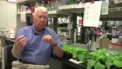 Dr. Charles Arntzen, Director of the Biodesign Institute at ASU talks about his research that focuses on genetically modifying tobacco plants to create a protein used to develop an Ebola drug. (Aug. 18) News Clip