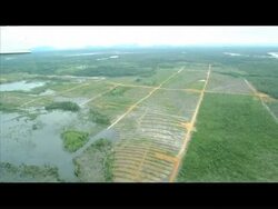 CLEAN: Greenpeace makes fresh allegations against Indonesian firm News Clip