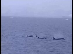 WA aerial view of pod of killer whales surfacing and diving, Antarctica Stock Footage