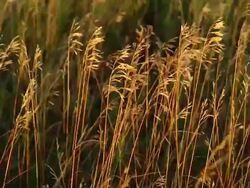 CU Shot of prairie grass at evening / Ortley, South Dakota, United States Stock Footage