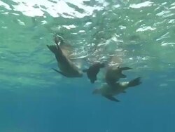 Male California Sea Lion (Zalophus californianus) and several females swimming near surface with school of Five-banded Damselfish (Abudefduf vaigiensis), La Paz, Sea of Cortez, Mexico Stock Footage