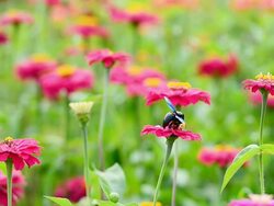 Cosmos flower Stock Footage