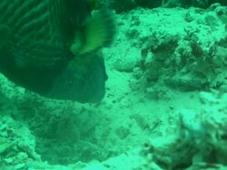 Trigger fish, excavating a broken coral bottom Borneo, Malaysia, Southeast Asia Stock Footage