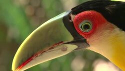 Technology fuels birdwatching craze in Brazil Instructional Video