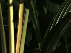 Medium Shot Slow Motion - Frog jumps from top of the frame down onto a palm branch / Costa Rica Stock Footage