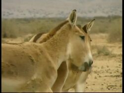 Asiatic Wild Ass, Equus hemionus, MS group walking in desert, CU 2 resting, Israel Stock Footage