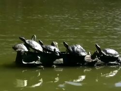 TURTLES (HD) Stock Footage