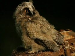  Long-eared Owl ( Asio otus) on a dty tree  Stock Footage