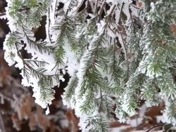 HD: Snow covered branches Stock Footage