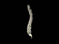 The human spine Stock Footage