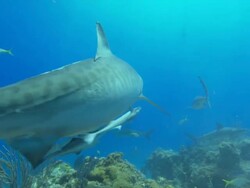 Tiger shark, Galeocerdo cuvier, over reef. Bahamas  Stock Footage