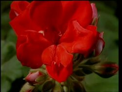 T/L flower - BCU buds opening to red Geraniums, natural background Stock Footage