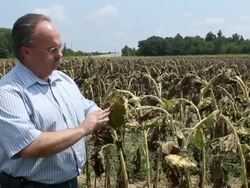Farmer Inspects Wilted Crops Stock Footage