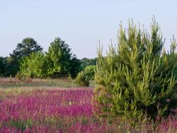 Spruce among the wildflowers in the evening. Stock Footage