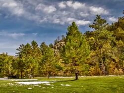 First snow forest Stock Footage