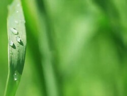 Heathly green spring crop Stock Footage