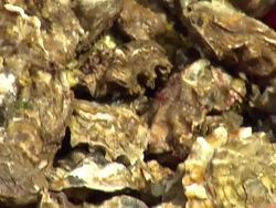 Oyster Fishing in Whitstable, Kent News Clip