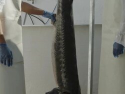 TA two workers in fish farm standing next to freshly slaughtered sturgeon (Acipenser naccarii, also known as Adriatic Sturgeon), checking weight, RED R3D 4K,4KMSTR Stock Footage